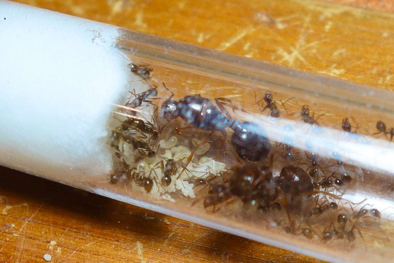 Aphenogaster longiceps