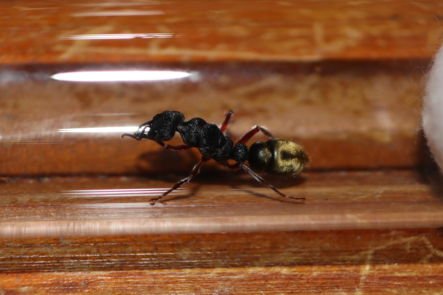 Myrmecia fulvipes