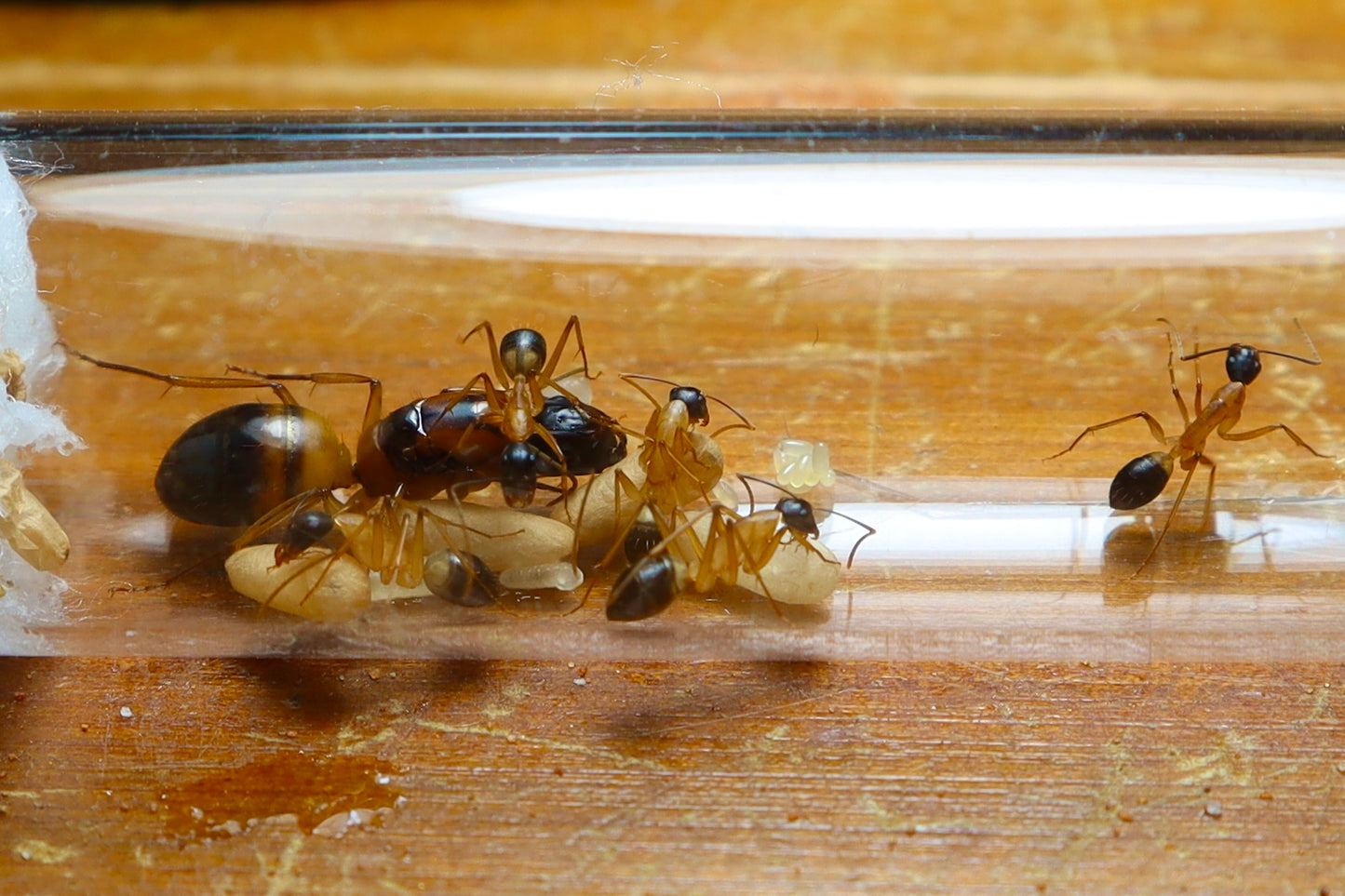 Camponotus consobrinus