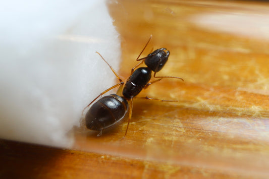 Camponotus sp. Lightfoot