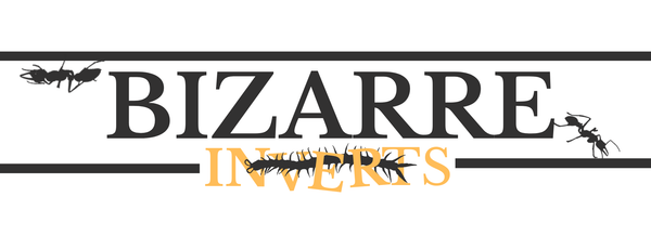 Bizarre Invertebrates