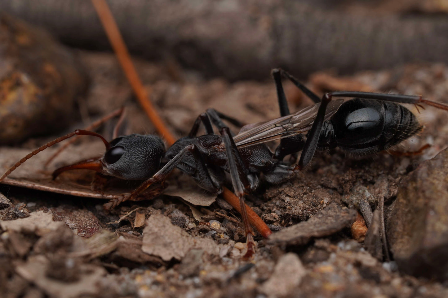 Myrmecia simillima (Dark)