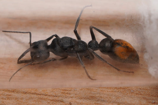 Myrmecia mandibularis