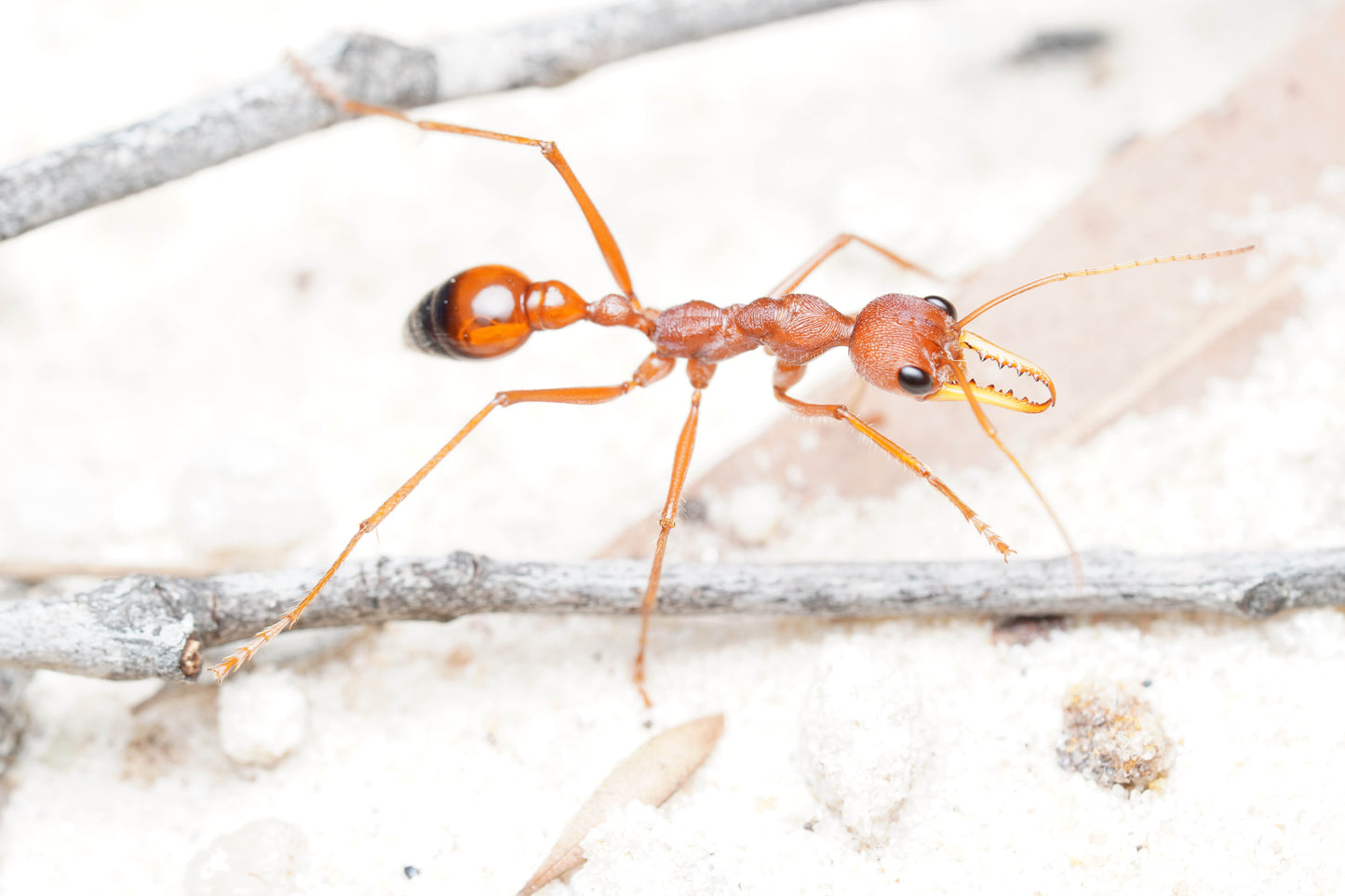 Myrmecia gulosa