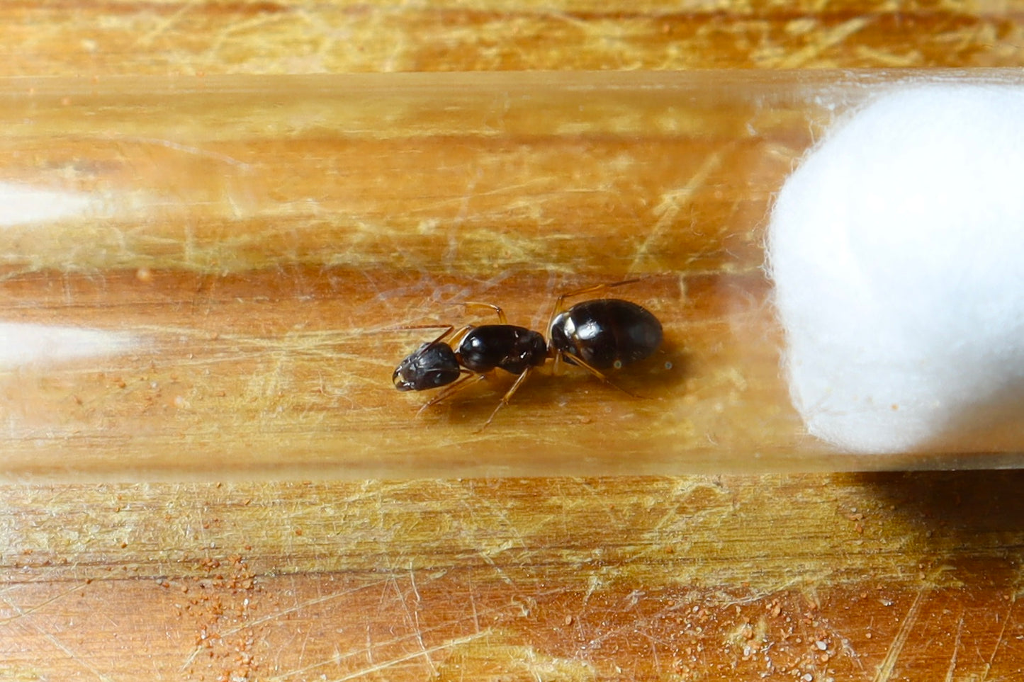 Camponotus sp. Lightfoot