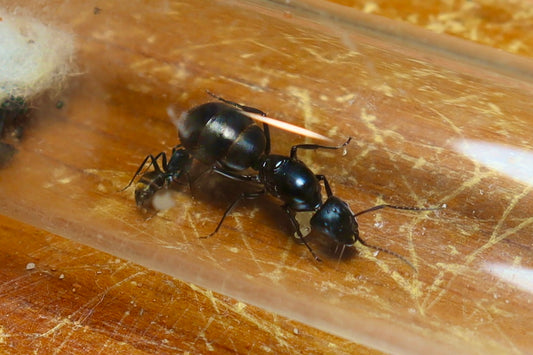 Camponotus aeneopilosus