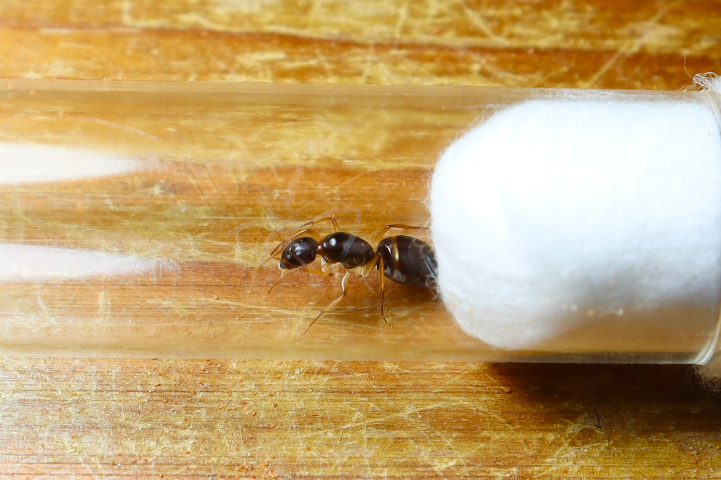 Camponotus sp. Lightfoot
