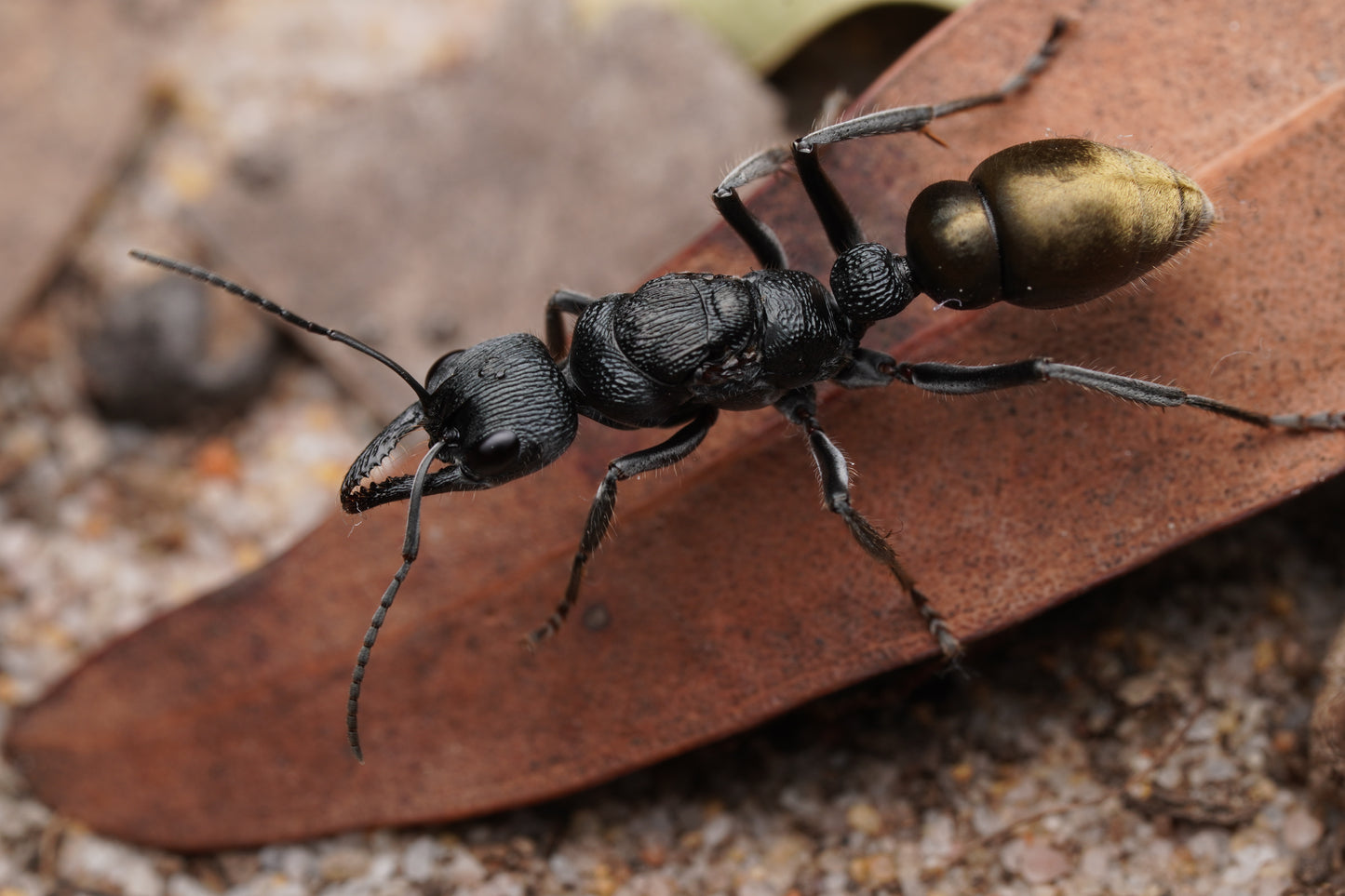Myrmecia piliventris