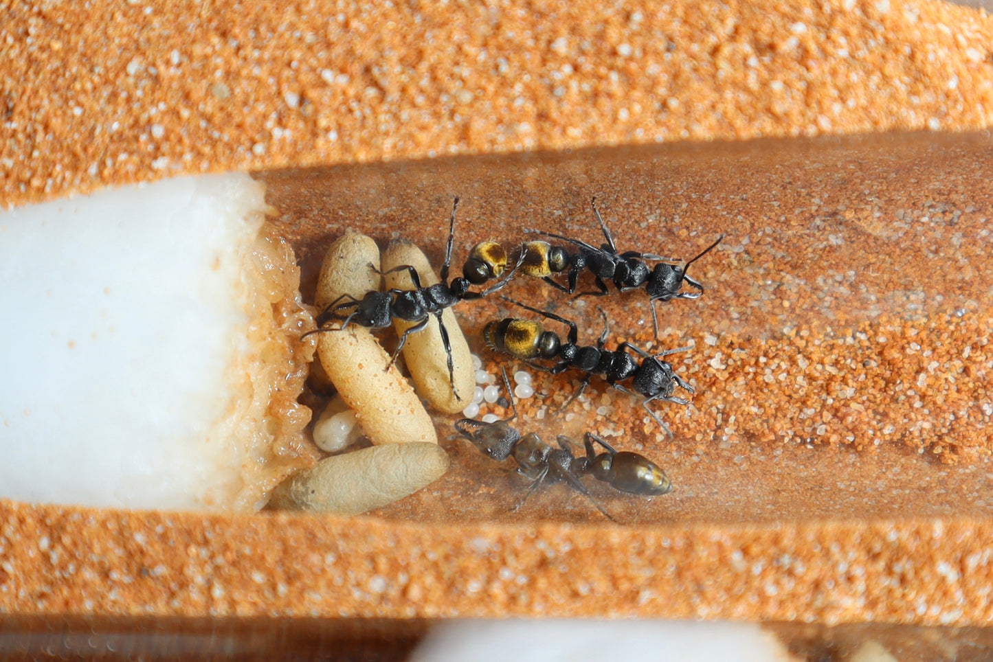 Myrmecia queenslandica