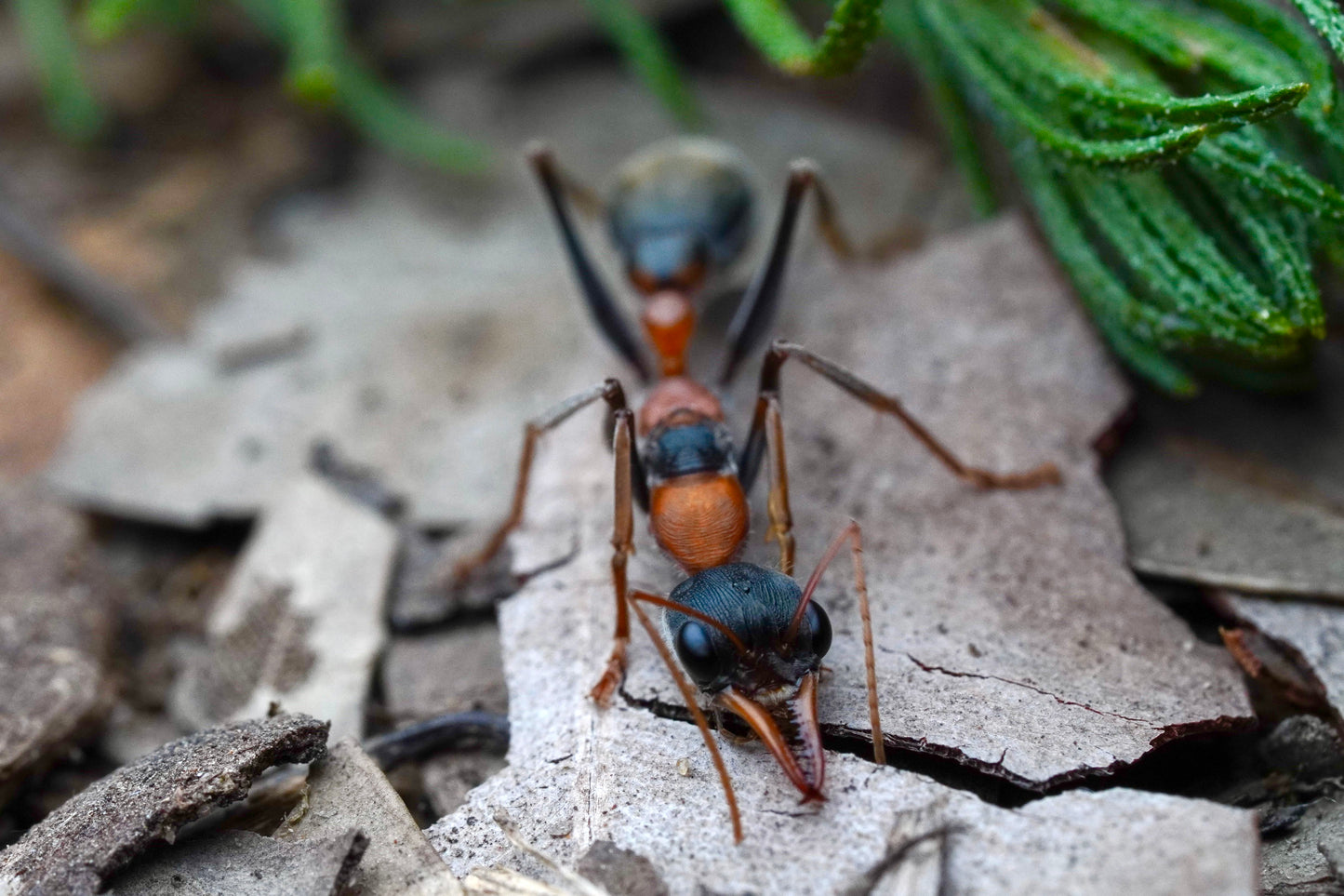 Myrmecia nigrocincta