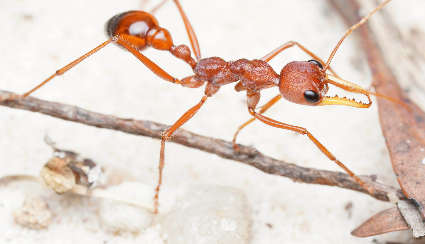 Myrmecia gulosa