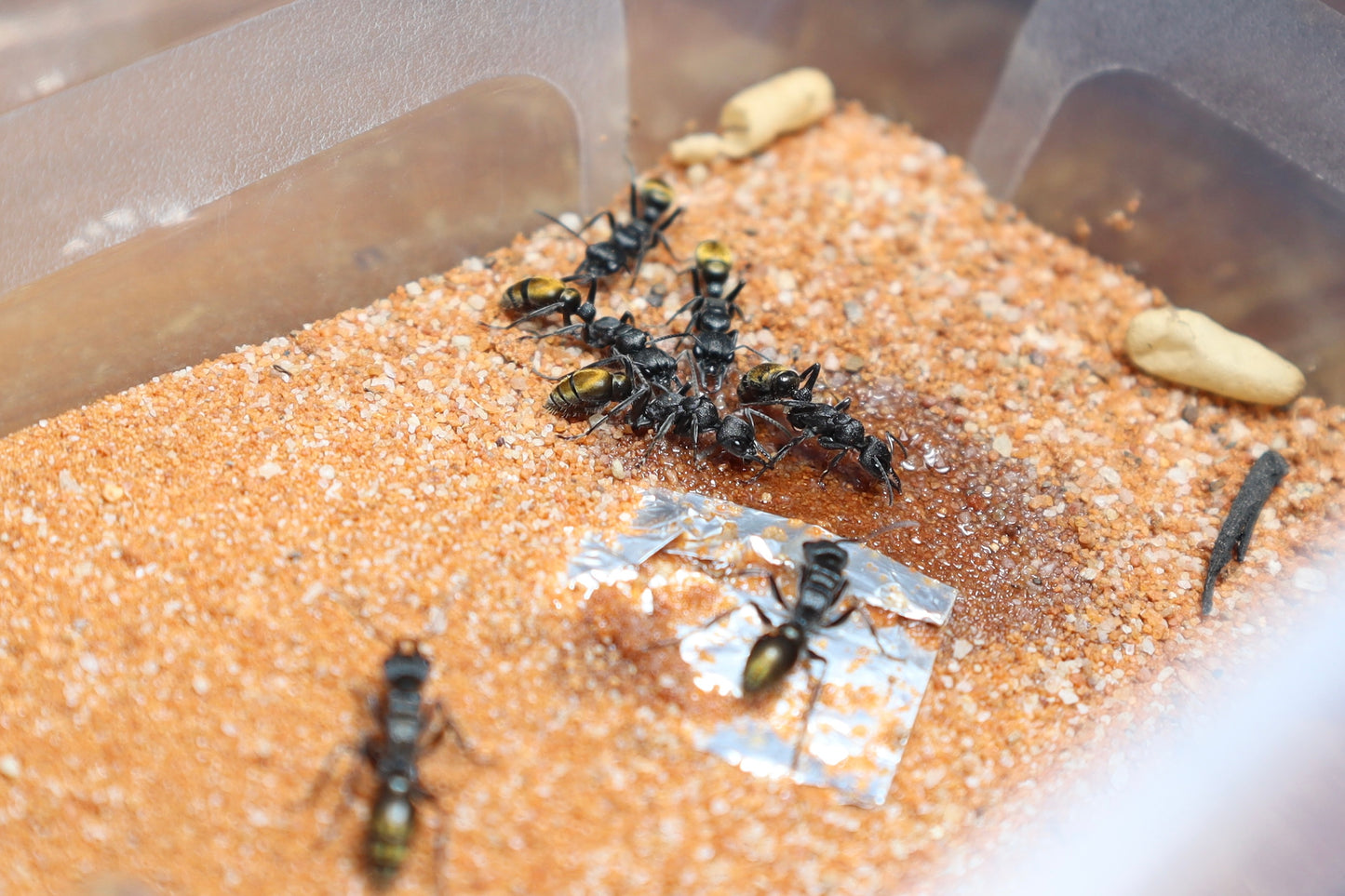 Myrmecia queenslandica