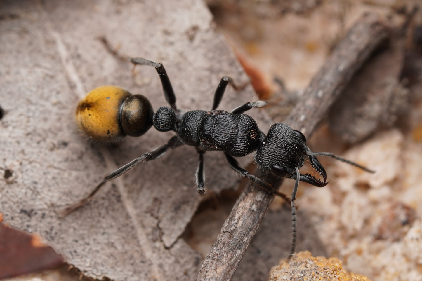 Myrmecia queenslandica
