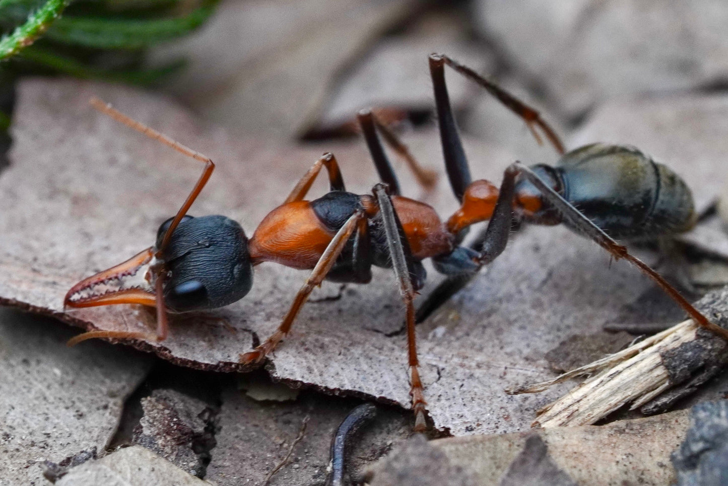 Myrmecia nigrocincta