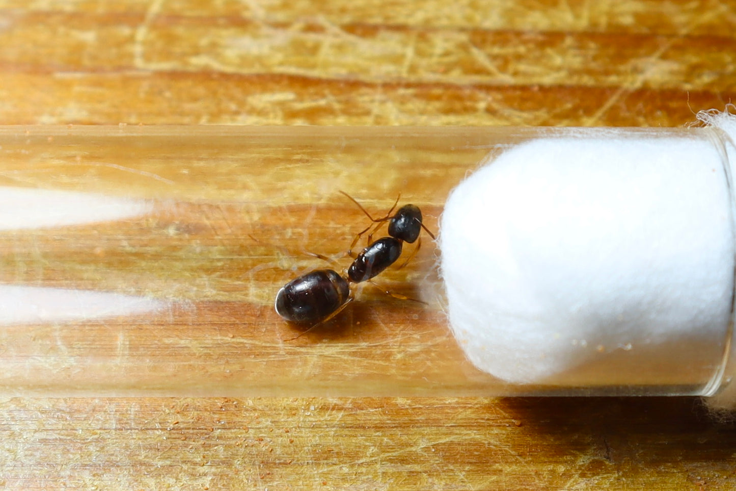 Camponotus sp. Lightfoot