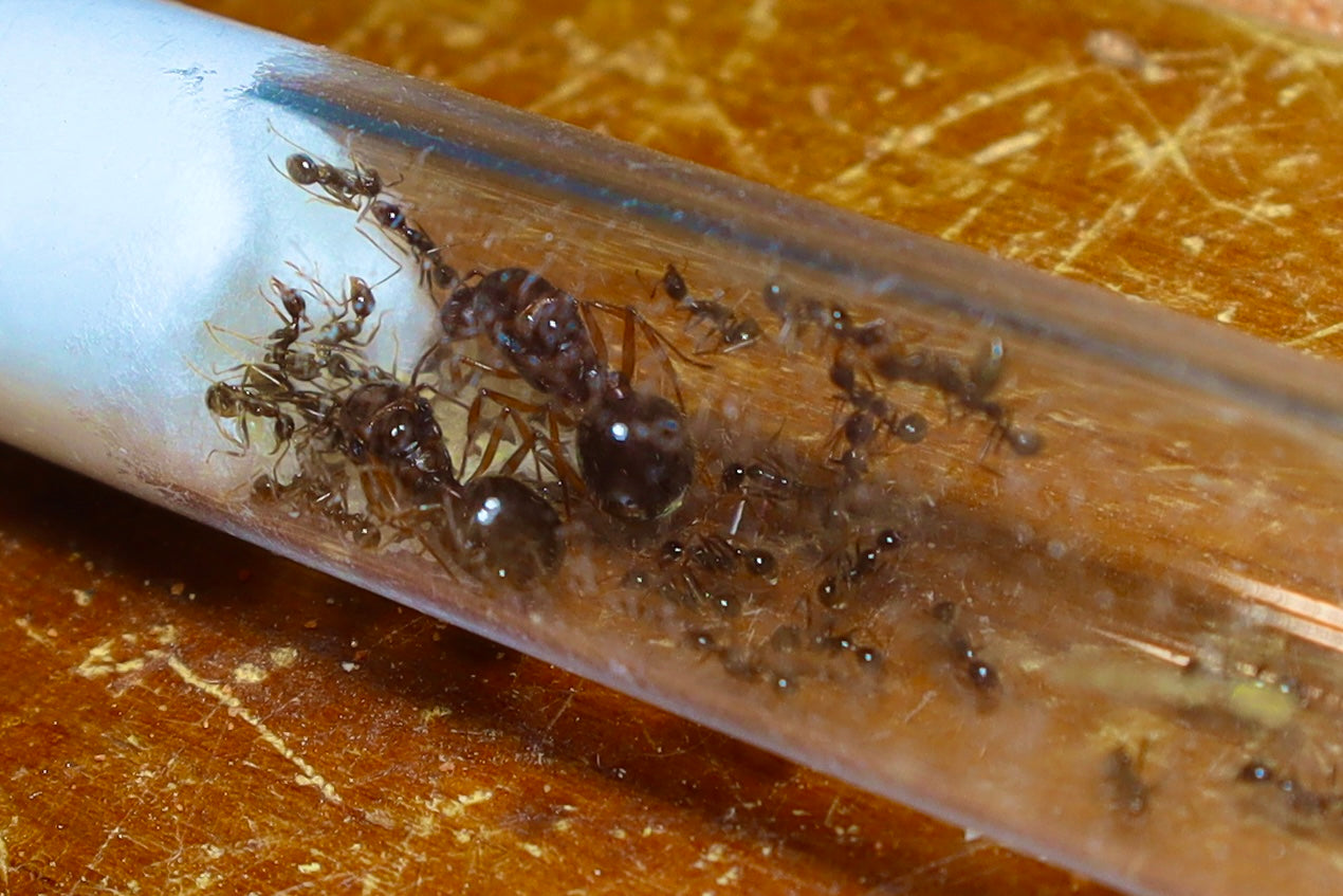 Aphenogaster longiceps