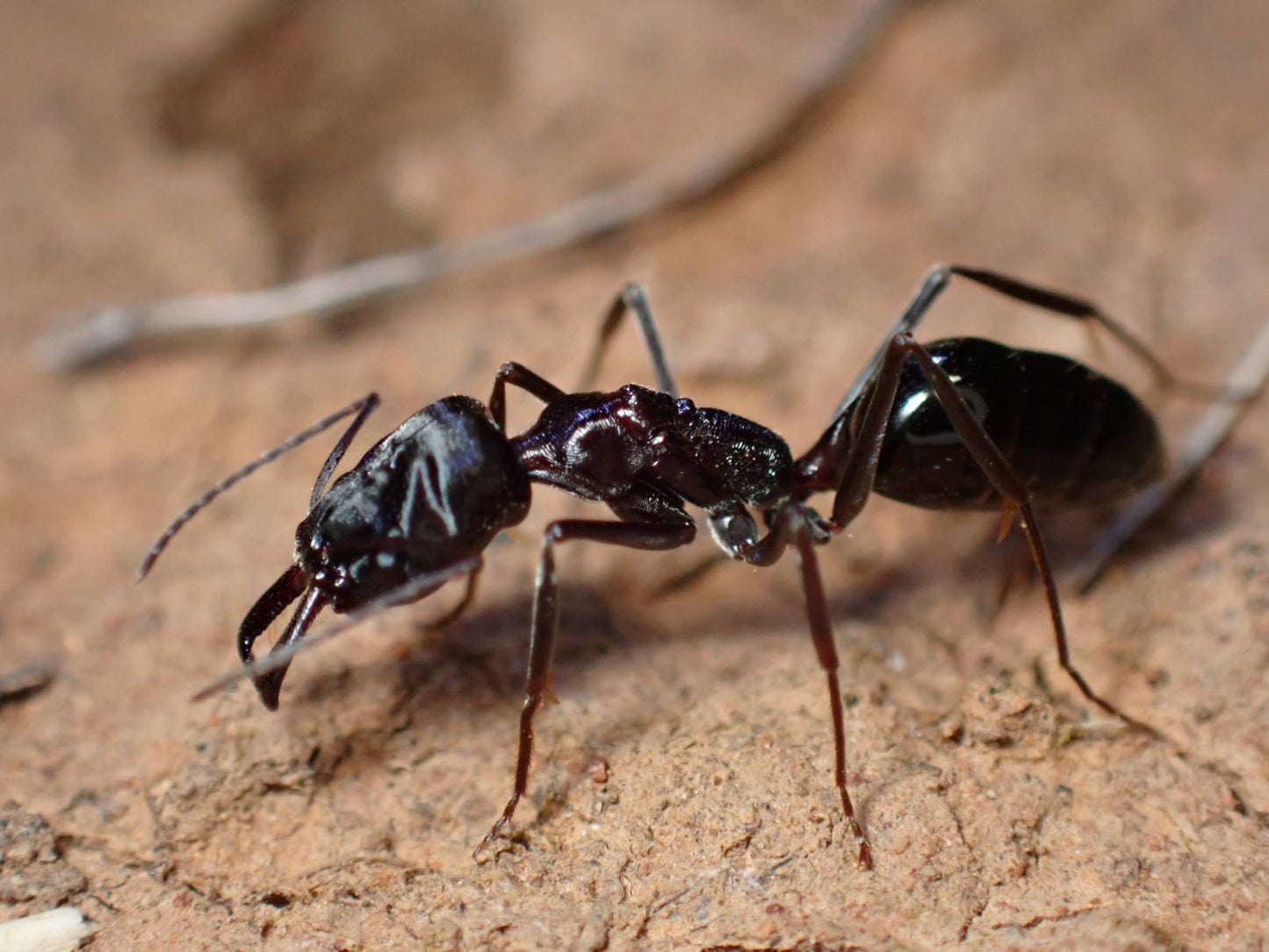 Odontomachus ruficeps complex (Desert Trapjaws)