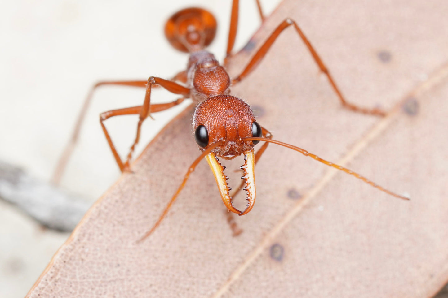 Myrmecia gulosa