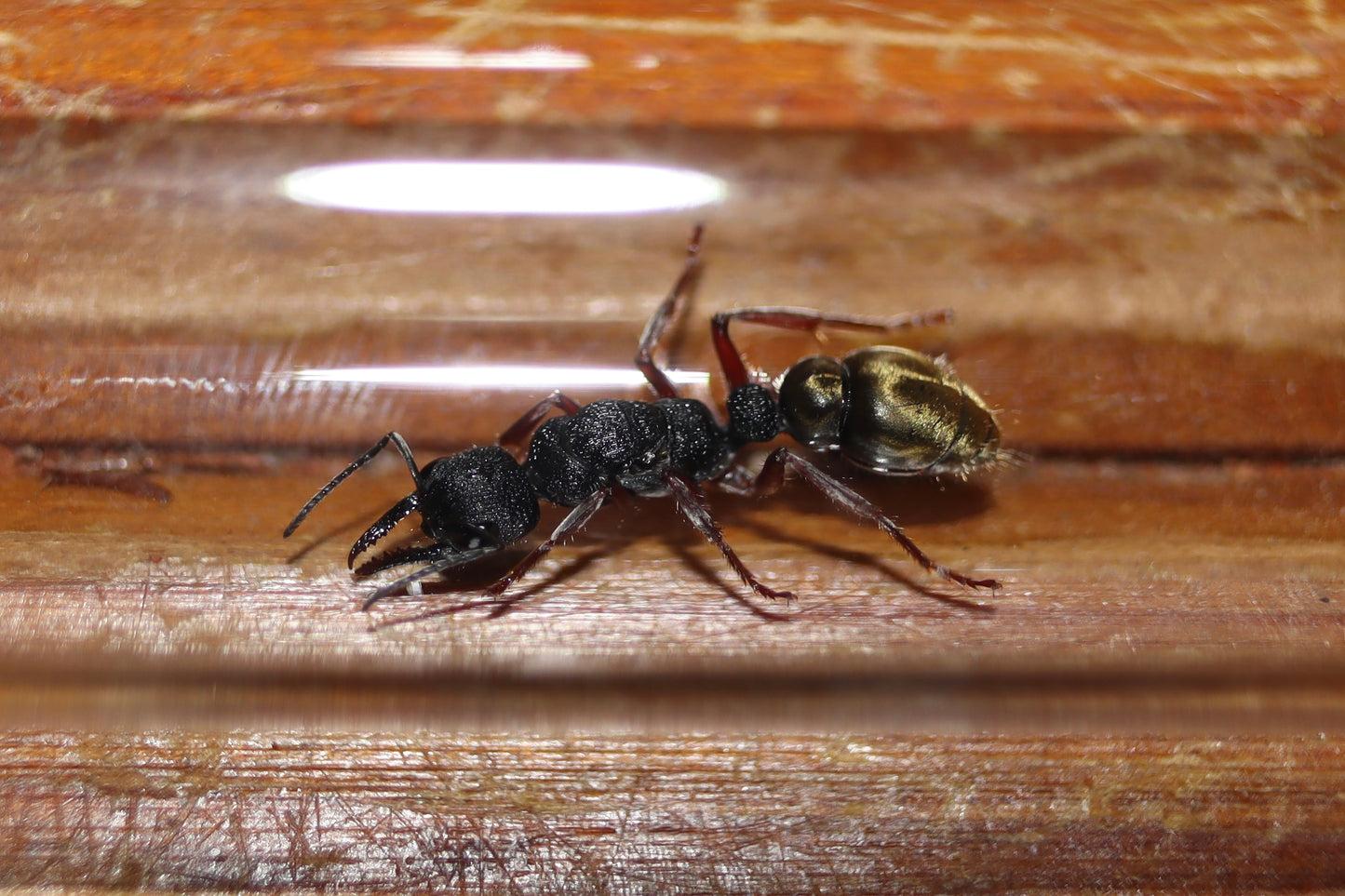 Myrmecia fulvipes