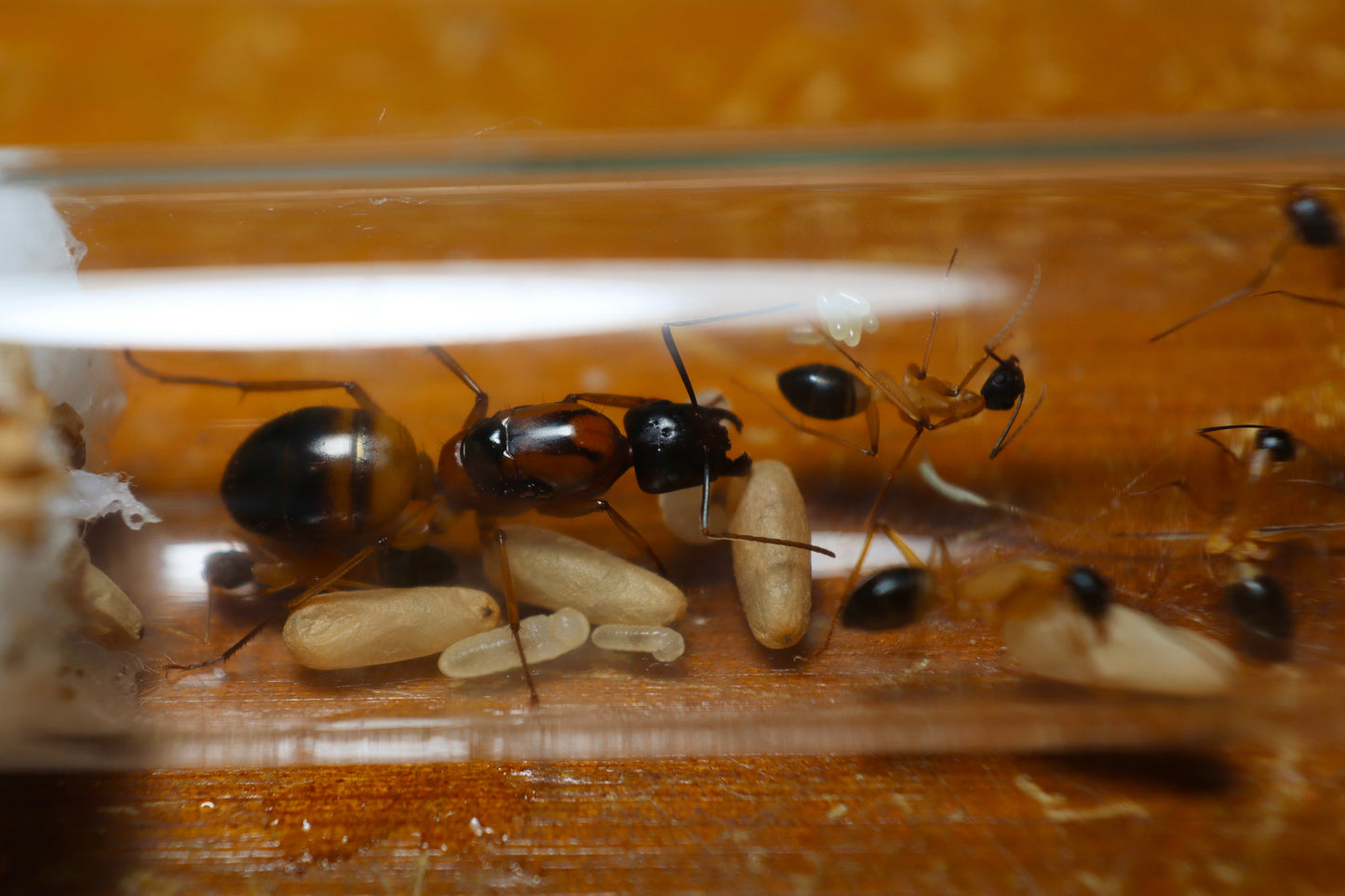 Camponotus consobrinus