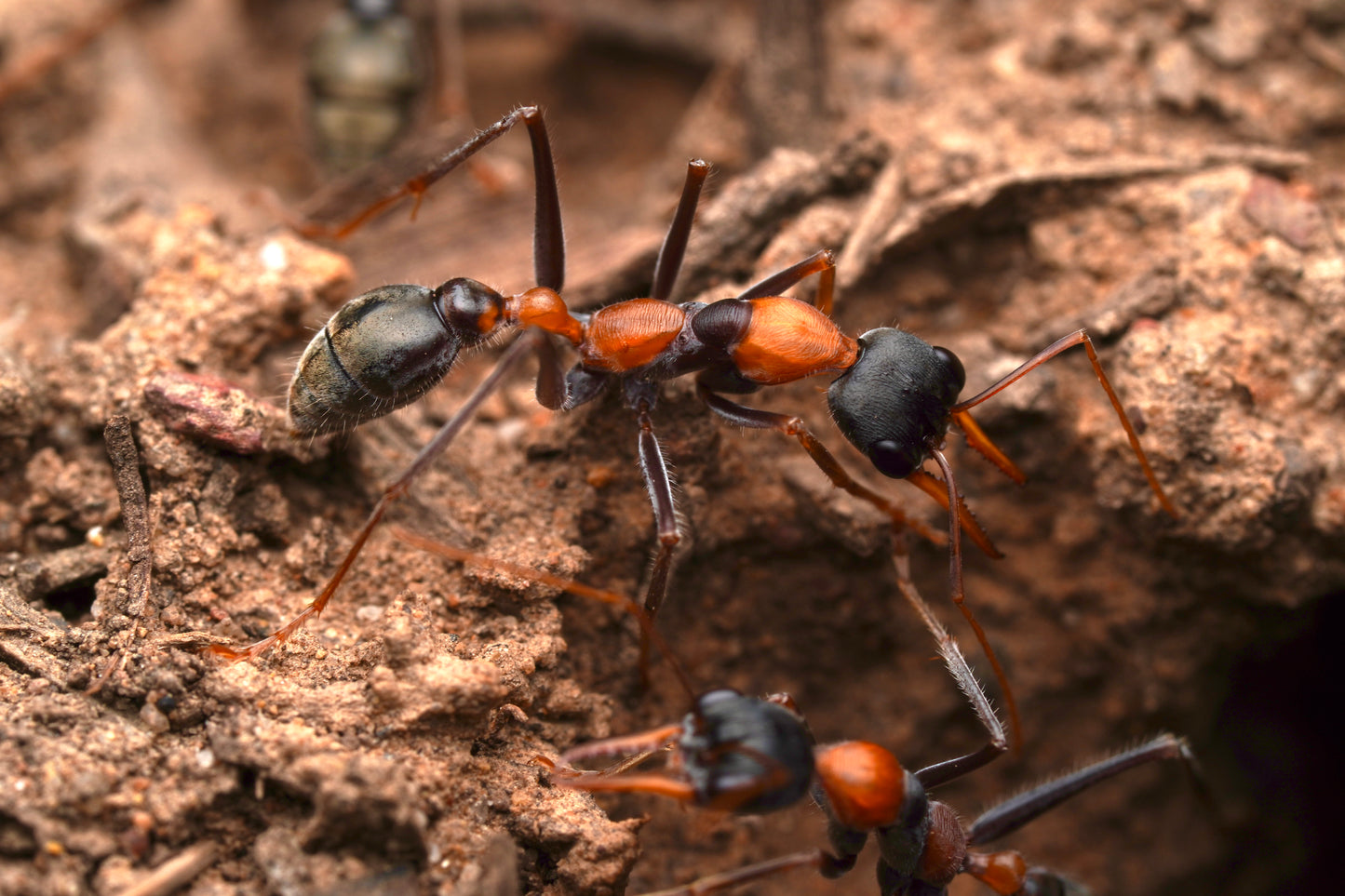 Myrmecia nigrocincta