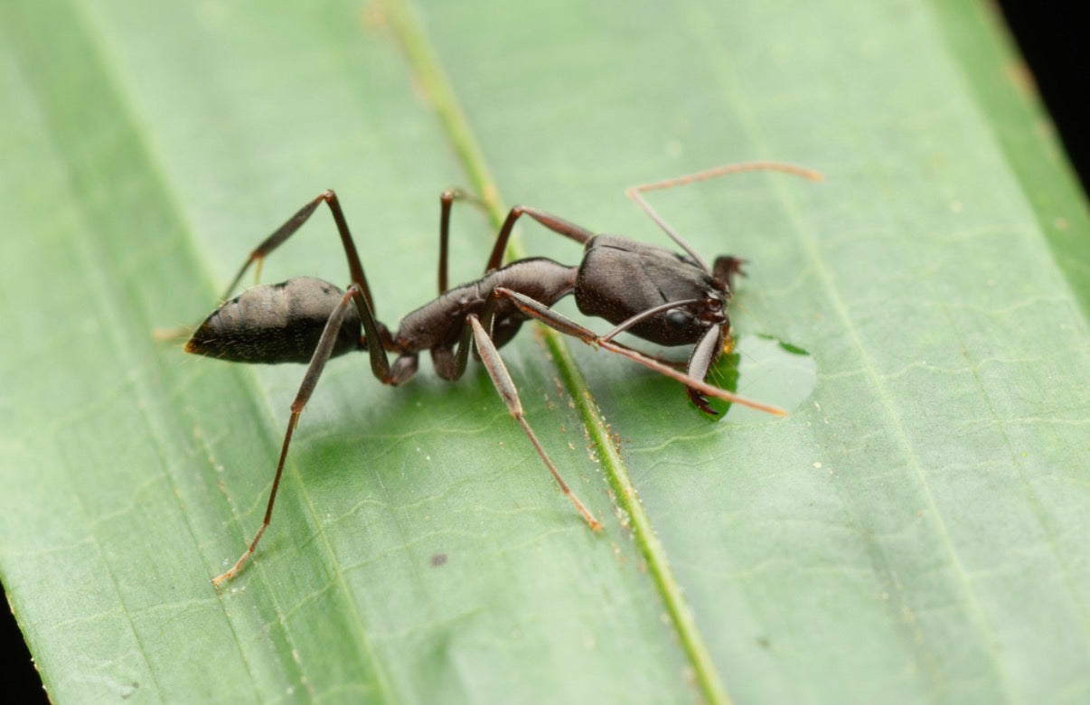 Odontomachus ruficeps complex (Desert Trapjaws)