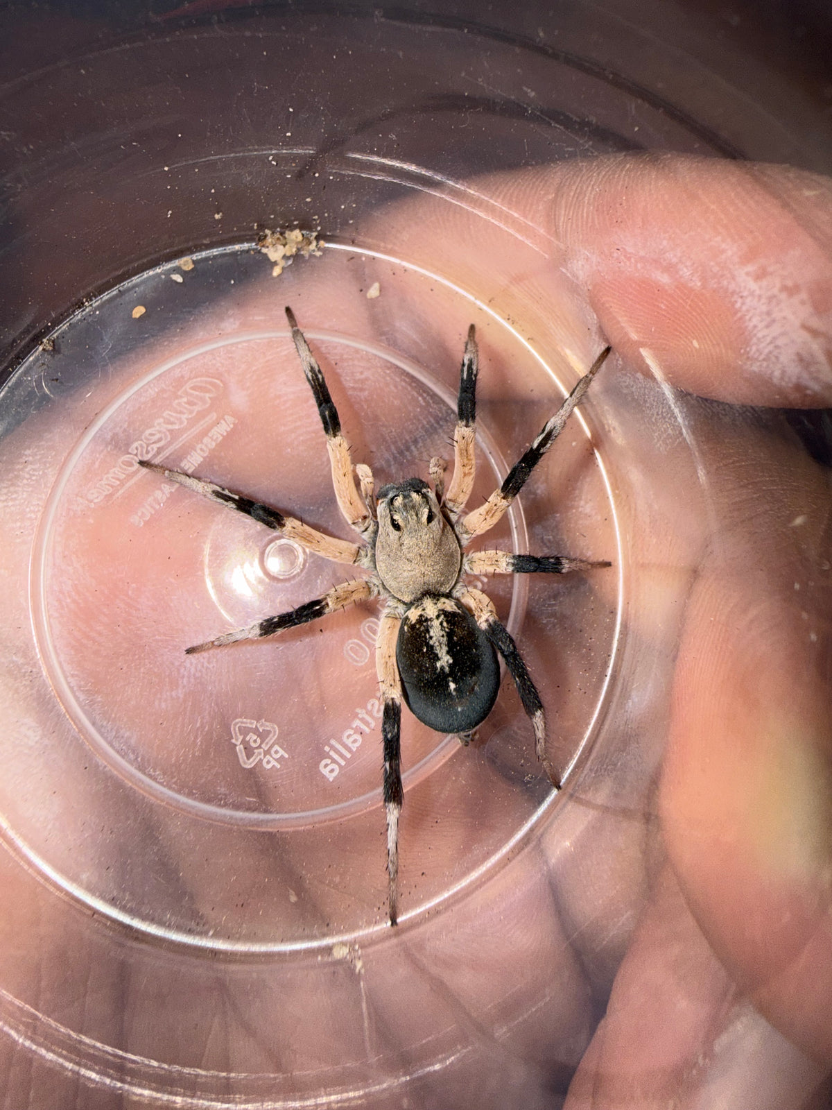 Hoggicosa storri (Bicoloured Wolf Spider)