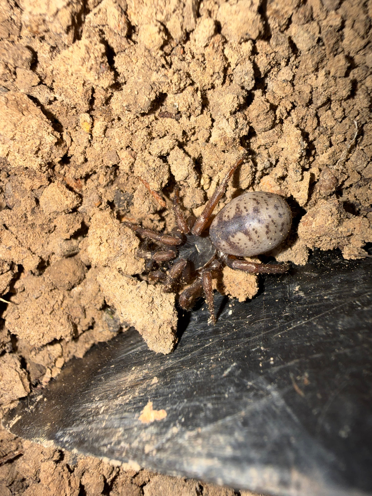 “Drawbridge” Arbanitis sp. Newcastle