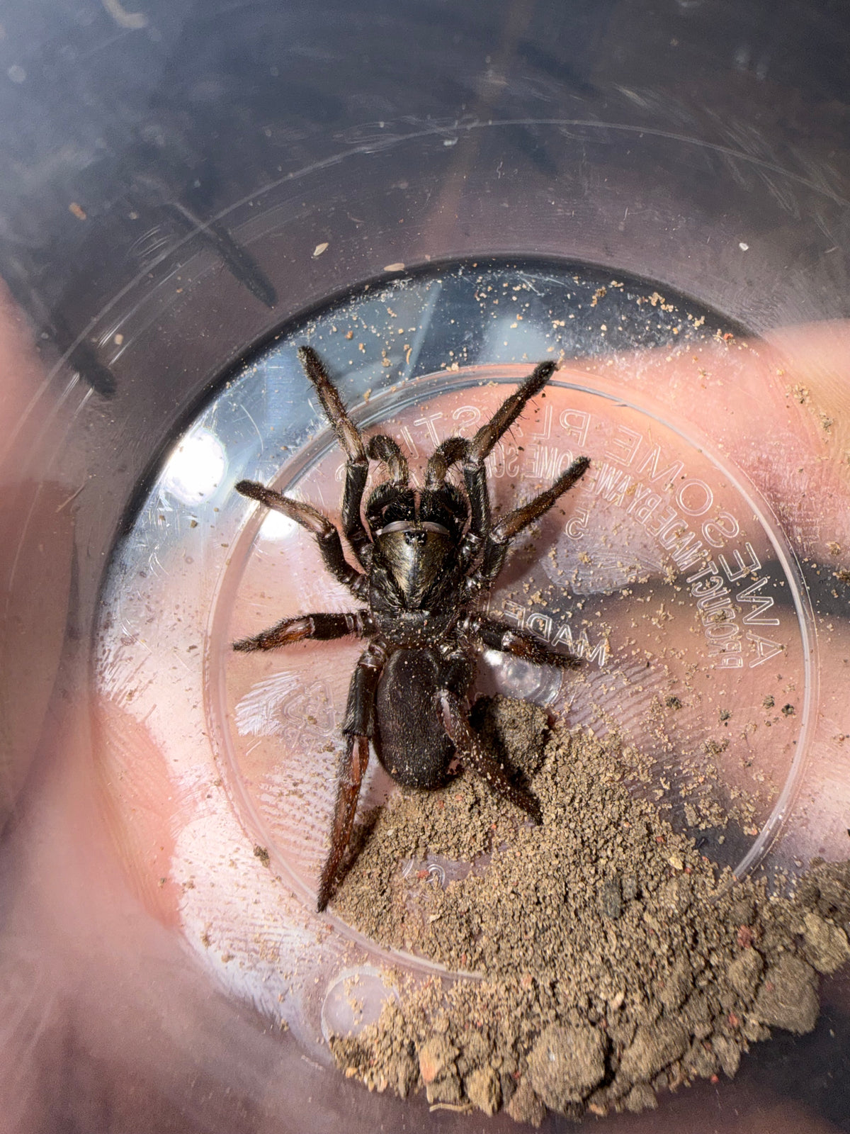 Arbanitis sp. Wyoming