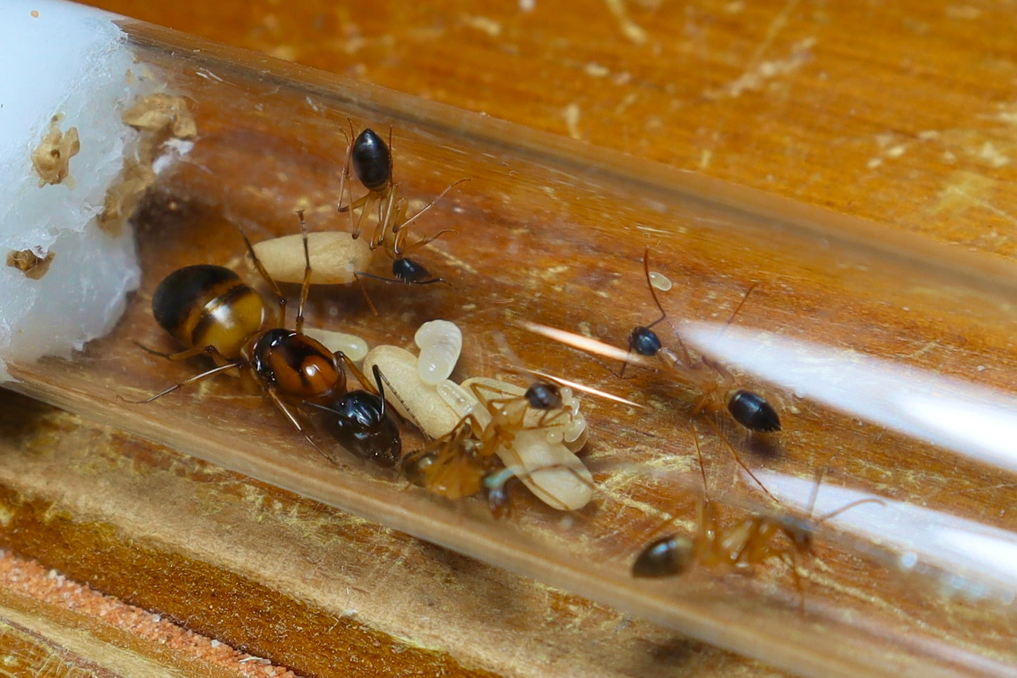 Camponotus consobrinus