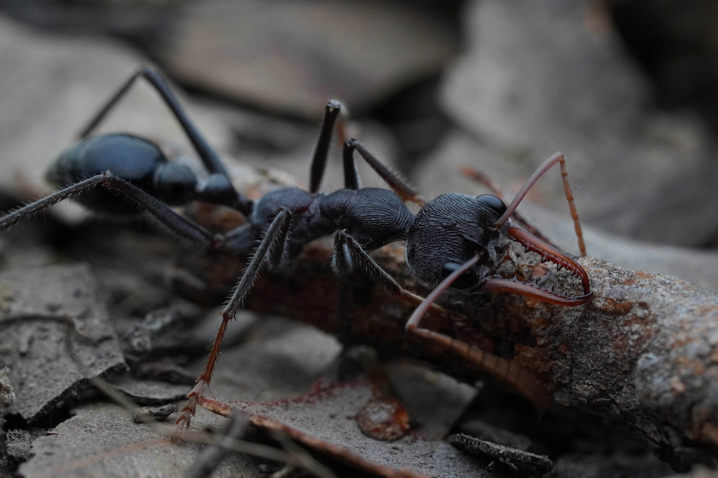 Myrmecia simillima (Dark)