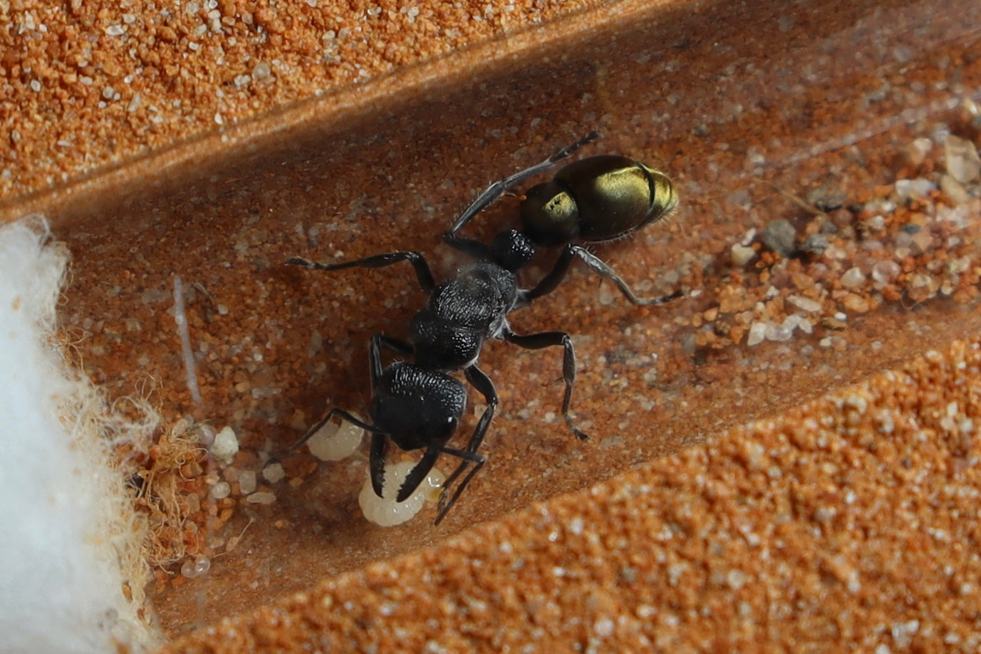 Myrmecia piliventris