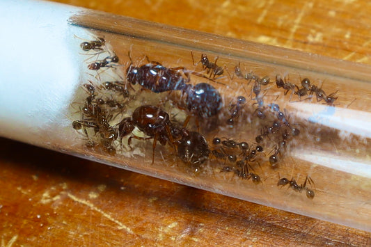 Aphenogaster longiceps