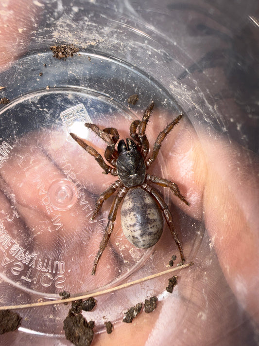 “Drawbridge” Arbanitis sp. Newcastle