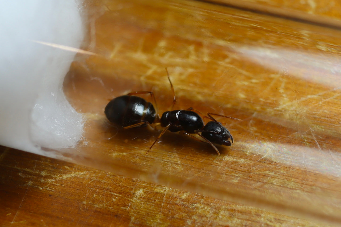 Camponotus sp. Lightfoot