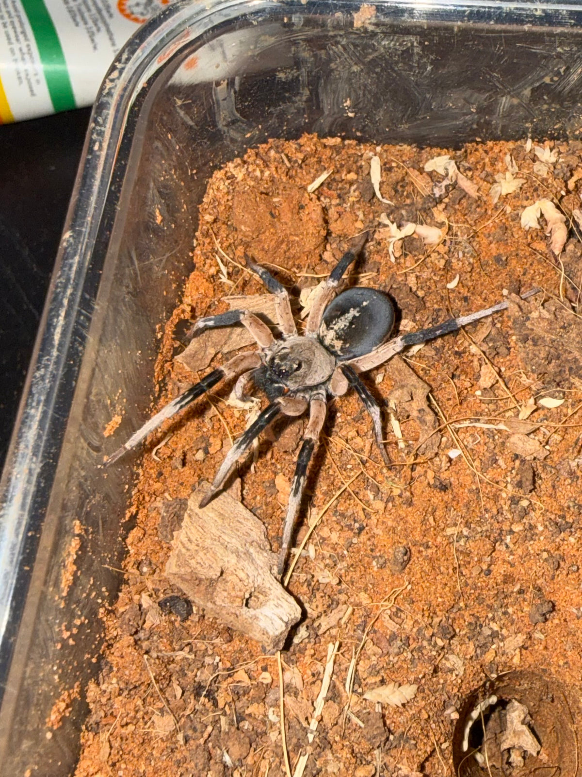 Hoggicosa storri (Bicoloured Wolf Spider)
