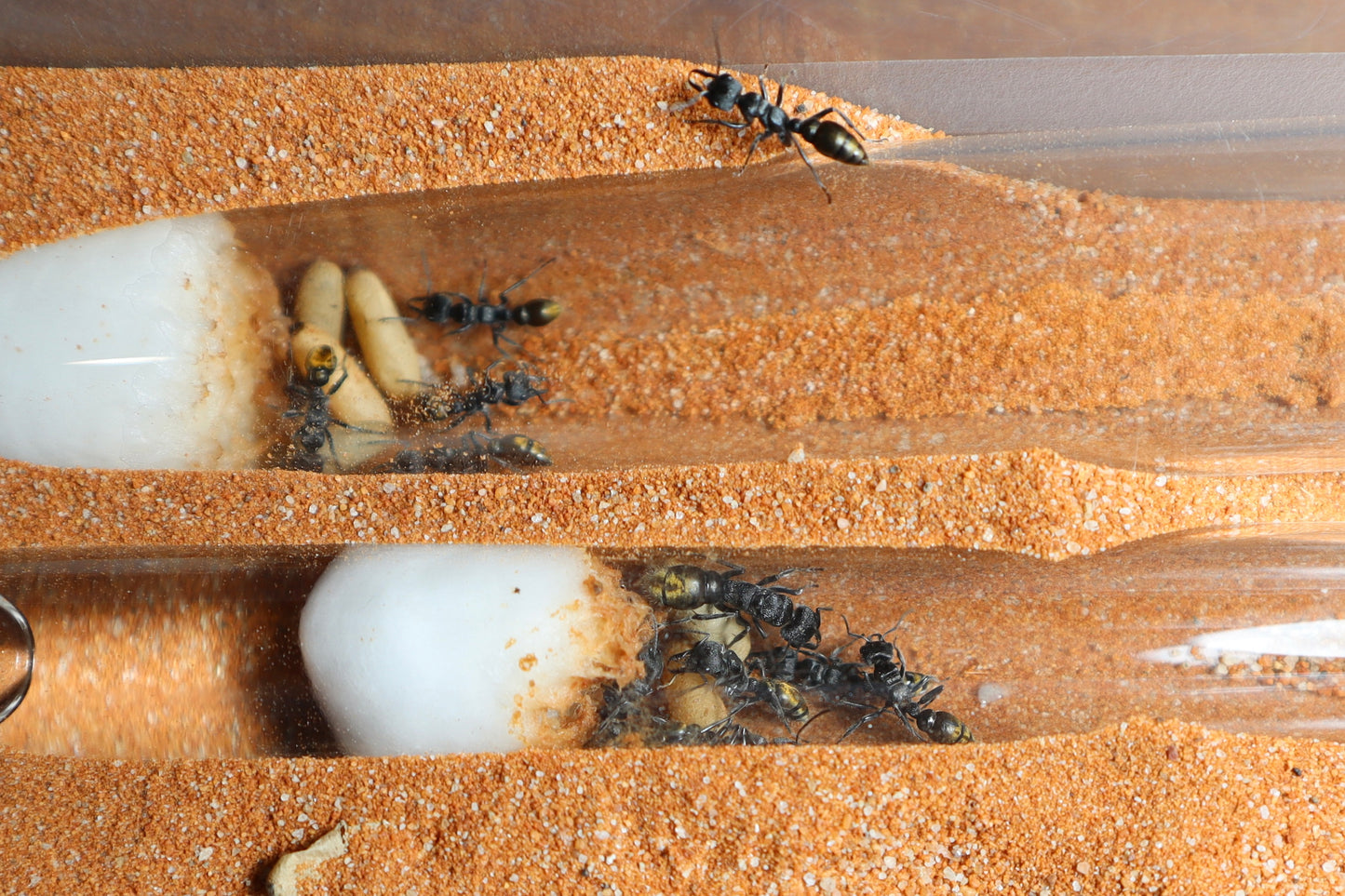 Myrmecia queenslandica