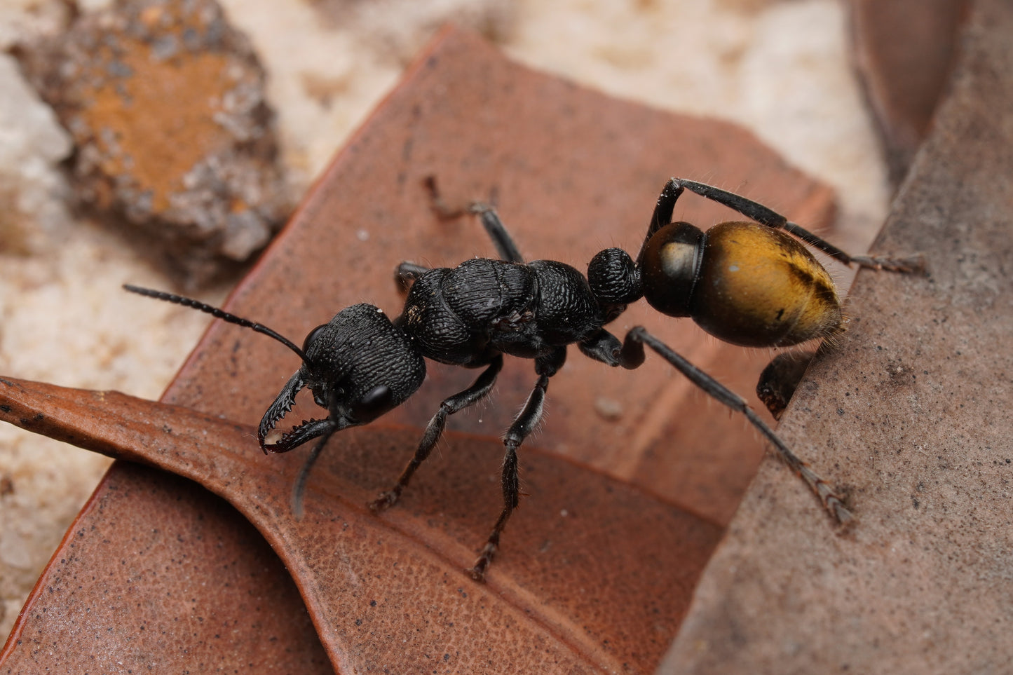 Myrmecia queenslandica