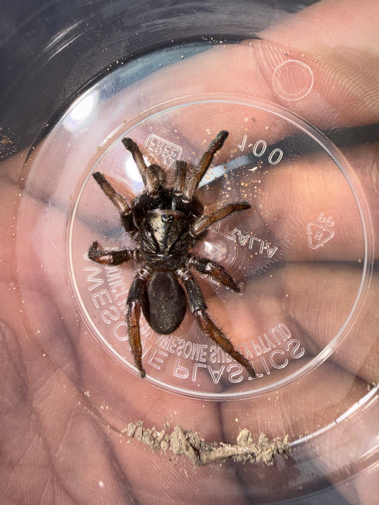 Arbanitis sp. Wyoming