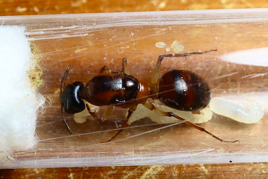 Camponotus nigriceps