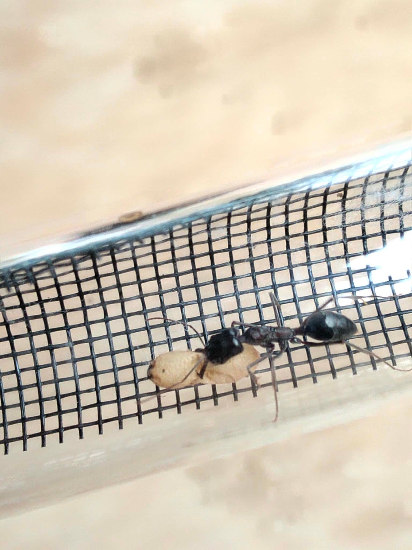 Odontomachus ruficeps complex (Desert Trapjaws)