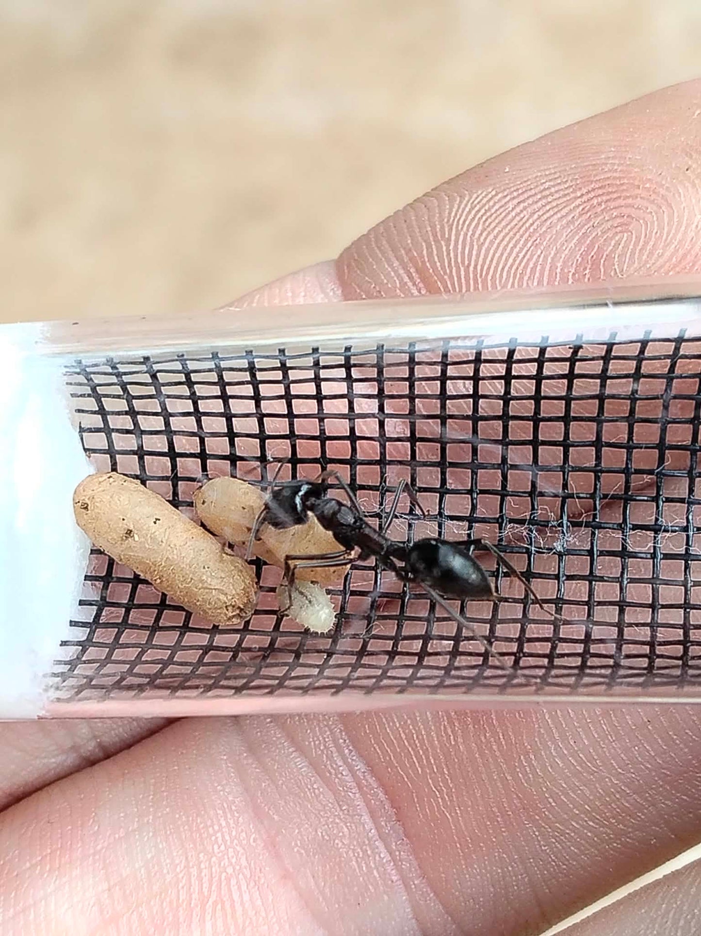 Odontomachus ruficeps complex (Desert Trapjaws)