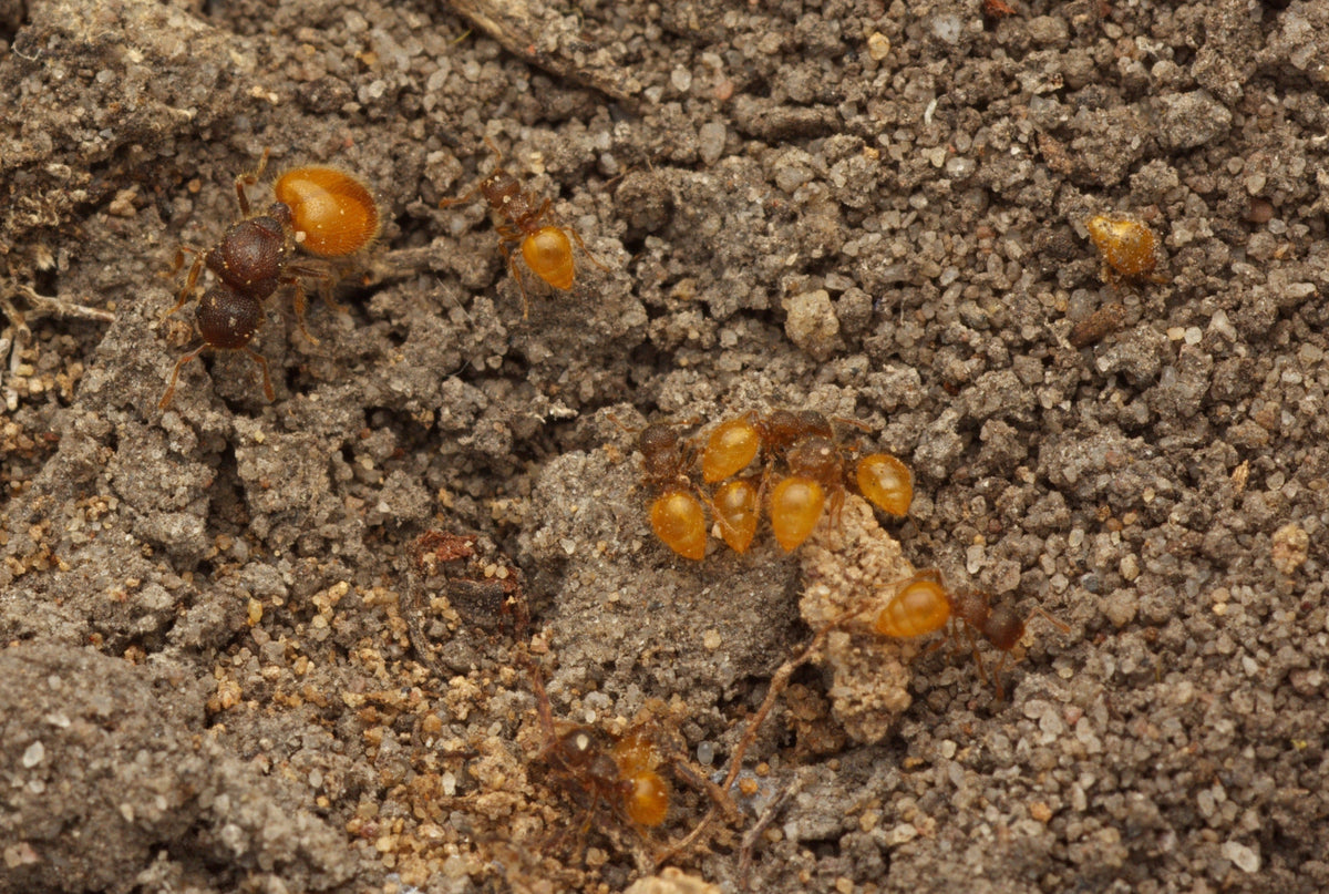 Meranoplus minor (Shield Ants)