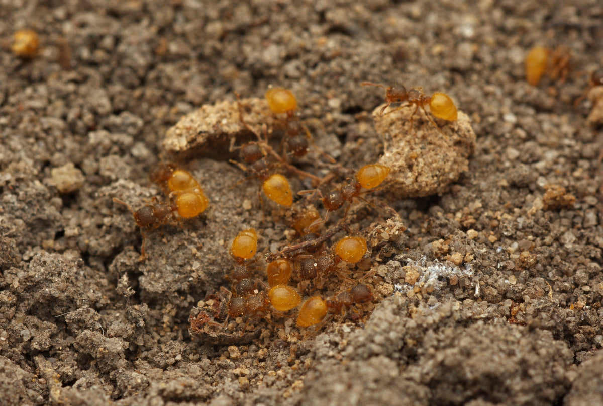 Meranoplus minor (Shield Ants)