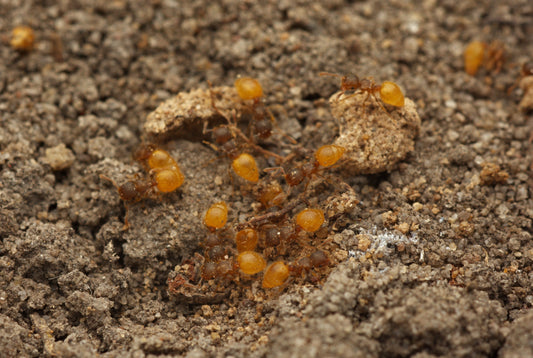 Meranoplus minor (Shield Ants)