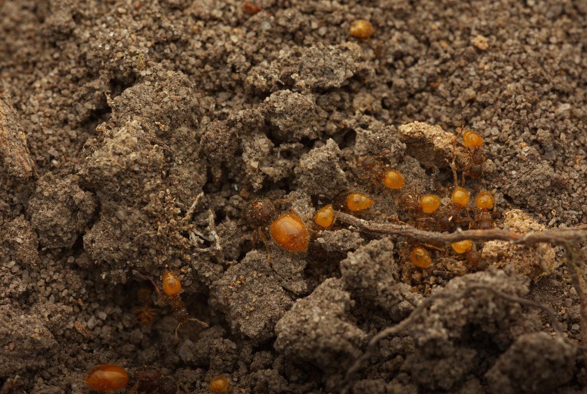Meranoplus minor (Shield Ants)