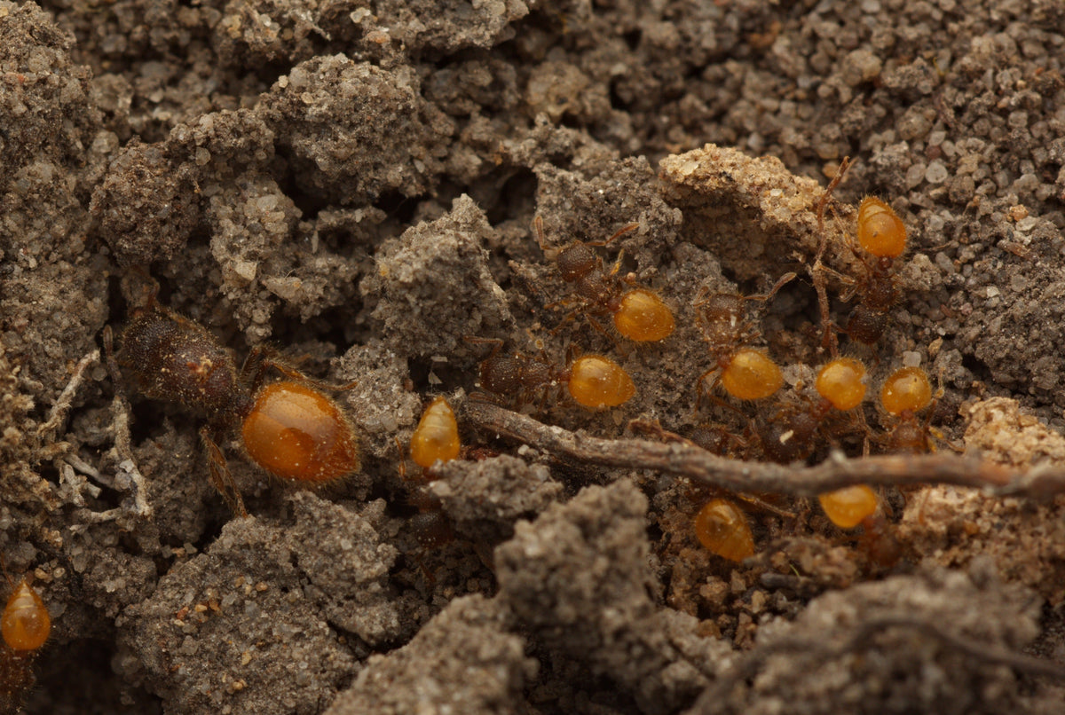 Meranoplus minor (Shield Ants)