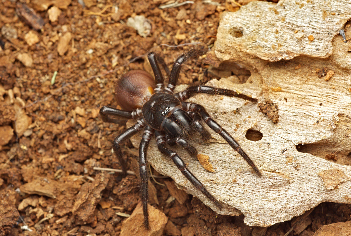 Hadronyche cerberea (Southern Tree Funnelweb)