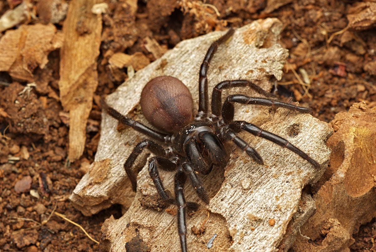 Hadronyche cerberea (Southern Tree Funnelweb)