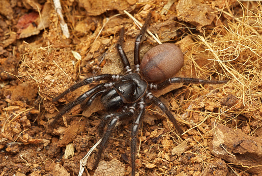 Hadronyche cerberea (Southern Tree Funnelweb)